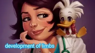 limb development muscles migration embryology part 1