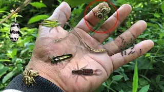 Try a giant jump spider bite‼️catch long neck praying mantis, grashopper, earwings, jewel beetle