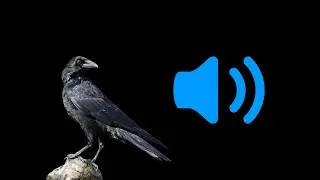Crow Sound Effects (HD) | Free Sound Pack | No Copyright Sounds