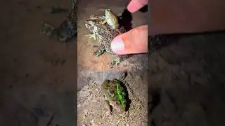Catch a funny jumping frog | Funny Frog Boing Boing | Funny Frogs