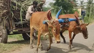 Bullock cart paddy heavy load race // Bullock cart riding // Indian Bullock Cart
