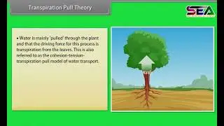 Long Distance Transport of Water | Class 11 Biology #biology #respiration #botany