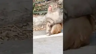 monkey's funny video # monkey comedy videos funny laughing # #funnymonkey