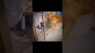 Dog sigma rule #trendingshorts #viralmusic #trending #viralsong #viral #dog