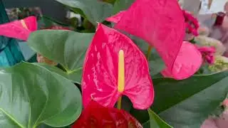 The garden radio chronicles HERE, the anthurium!