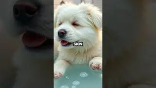 Essential Grooming Tips for a Happy, Healthy Pet!