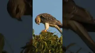 Raptor on hunt  #birds #birdsofindia #raptor #birdsofprey #kitebirds