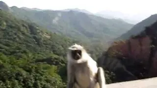 Mount Abu monkeys stopped the car !