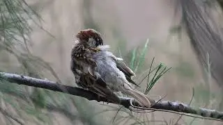 House Sparrow