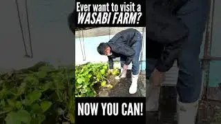 #japanese #wasabi #sushi🍣#michelinstar #sushikimurasg #chef #singapore #Farm