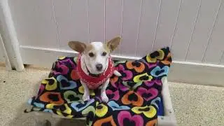 Playtime at Dogs On The Farm & Cats Too!