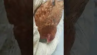 from egg to chick || tum tum song version || tamil || #chicks #shorts @Galattavideos😎