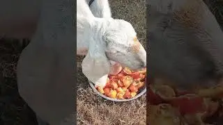 Goat Feed Orange | #trending #shorts #goat #cutebaby #cow Goat Kids | Bakri | #viral #video #funny