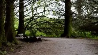 Siblyback Lake May 2014