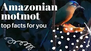 Amazonian motmot facts 🦜 found in the Amazon lowlands