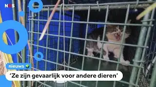 Wilde huiskatten worden gevangen op Schiermonnikoog