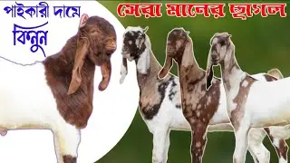 ১০০% গাভিন ছাগলের মেলা স্বাধীন ভাই এর ছাগলের খামারে | কম দামে হাই কোয়ালিটি খামার উপযোগী ছাগল 