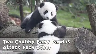 Two Chubby Baby Pandas Attack Each Other | iPanda
