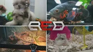 Introducing The First Red House Pet