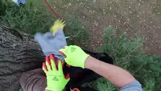 Rescuing Friday  (Cat-Stuck-In-Tree-Rescue)