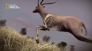 NatGeoDoc- African Wild