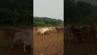 #village #agriculture #image