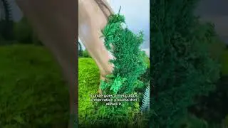 Presentation Yes of moss
