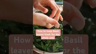 How to keep basil leaves fresh for the whole year / Thai Basil leaves #thaifood #thaicuisine