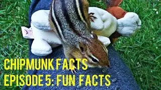 CHIPMUNK FACTS EPISODE 5: FUN FACTS