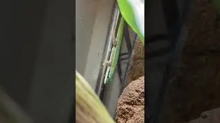 Brand New Day Geckos!! *RARE* #shorts