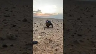 American Coot After drinking 😂🍷🥂🍾 #american #coots #funny #shortvideo #shorts #duckhunting #drink