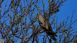 Common cuckoo song call,Gj&oslash;k,Обыкновенная кукушка,coucou gris chant,Kuckuck gesang,Koekoek geluid
