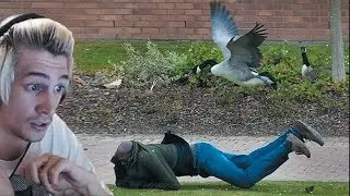 xQc reacts to Man vs. Canada Goose (with chat)