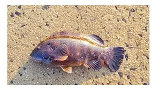 SUNRISE TAUTOG (BLACKFISH) FIRST TOG OF THE SEASON!