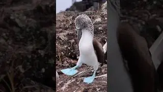 The bird that managed to get attention for its paws is the Blue-footed Booby 