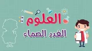 العلوم | الغدد الصماء