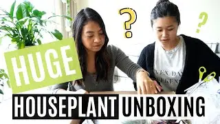 *HUGE* House Plant Haul Unboxing - Hirt's Garden