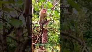 Monkey 🐒🐒 angry rowdy monkey
