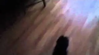 My dog hates birds