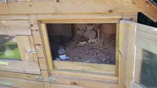 Small Serama chicken. One day old
