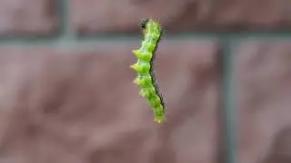 Buchsbaumz&uuml;nsler (Cydalima perspectalis)