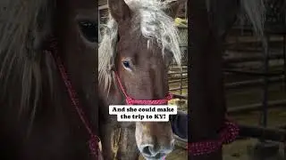Two more.That would save FOUR lives🙏#horse #horselove #horserescue #saveanimals #savehorses #animals