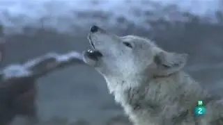 Grandes documentales - Loba blanca: La loba blanca de la manada del Gran Ca&ntilde;&oacute;n