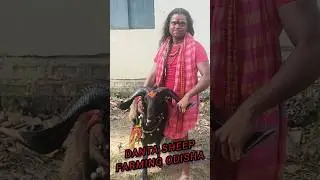 👿😱Black 🖤beauty sheep💫# danta sheep farming India supper qulite tranding sheep youtube shot viral😱🔥