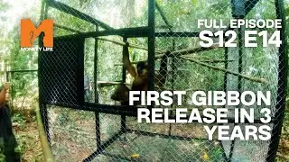 First Gibbon Release in 3 Years | Season 12 Episode 14 | Full Episode | Monkey Life