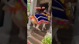 Nandi bail #harharmahadev #shivshambhu #nandibail
