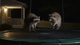A security camera captured the cutest scene#ai #animal #automobile #ai 