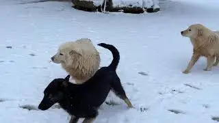 Snowing in south Italy | It&rsquo;s -1&deg;C | Farming Italia