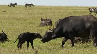 African buffalo with newly-born calf
