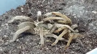 Selenotypus Sp Banana Tarantulas Mating 1/6